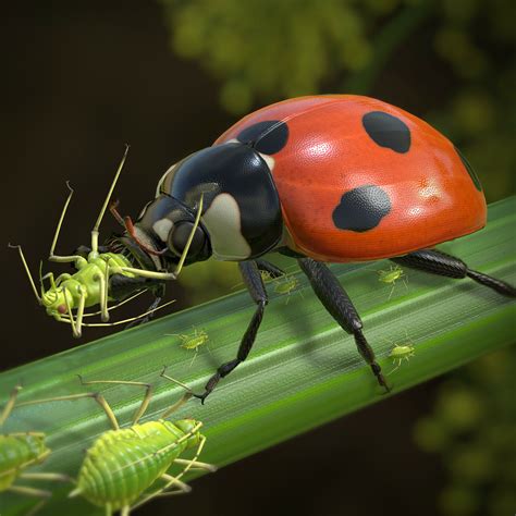 ArtStation - Greenbug eaten by Ladybird