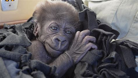 Abandoned baby gorilla taken in by Cincinnati Zoo