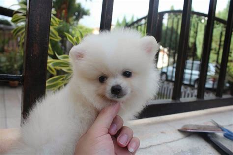 LovelyPuppy: 20131023 Mini White Pomeranian Puppy