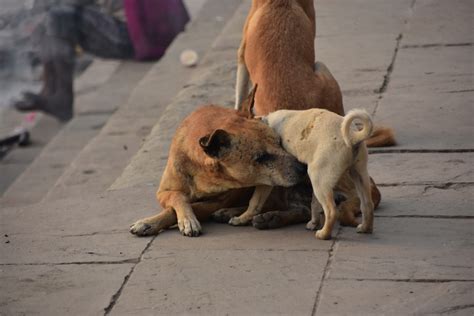 Myths and Facts About Stray Animals – Stray Animal Foundation India