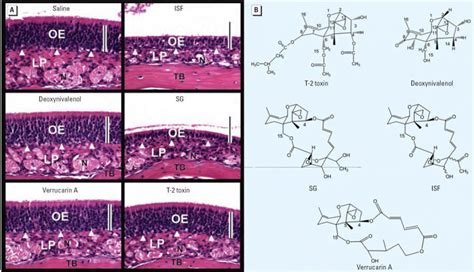 Comparative effects of trichothecenes on the induction of atrophy in ...