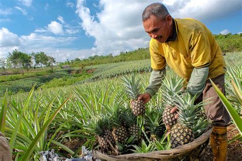 How Long Does It Take to Grow a Pineapple? - Growth Stages - Article onT...