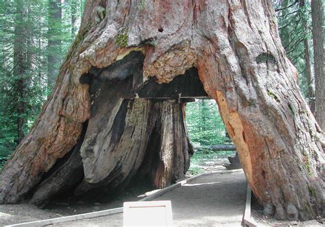 Iconic Sequoia 'Tunnel Tree' Brought Down By California Storm : The Two-Way : NPR