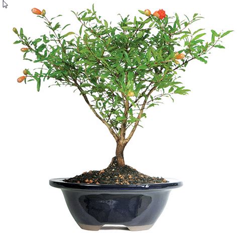 Pomegranate Bonsai Tree Care