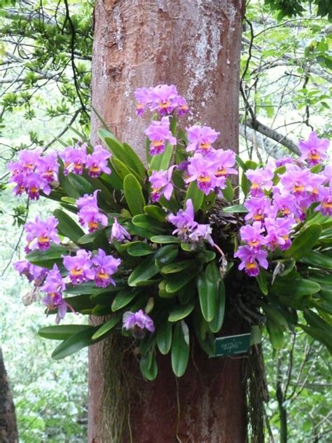 How to grow n orchid on a tree