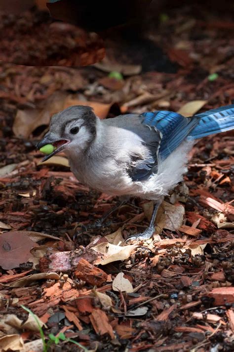 10 Things Blue Jays Like to Eat Most (Diet & Facts) | Blue jays, Bird ...