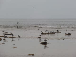 kiwibird: Activity at Aldinga Beach