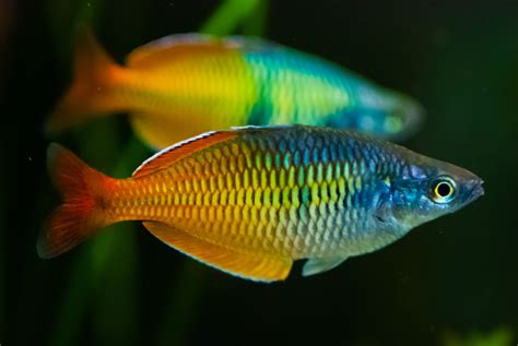 macam macam ikan hias rainbow - Ikan Hias Info