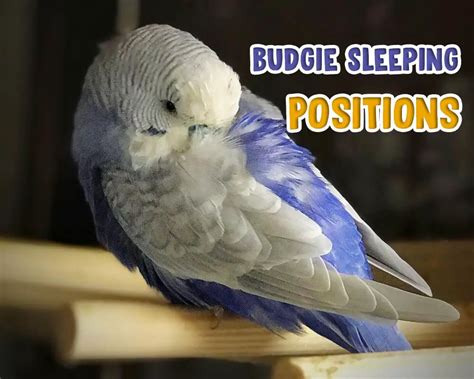 The most 5 Common Budgie Sleeping Positions (With Meanings)