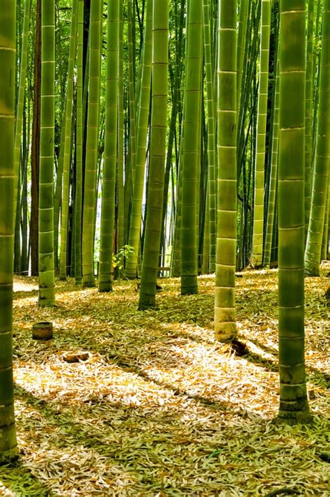 Gambar Foto Gratis Jepang Hutan Bambu Hijau Gambar Alam Lanskap di Rebanas - Rebanas