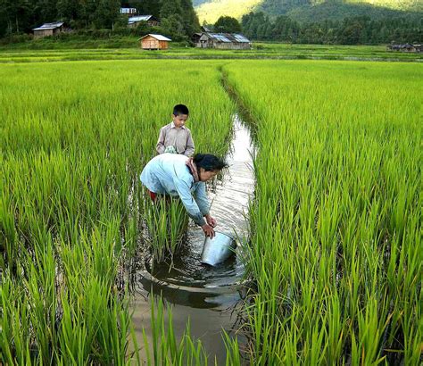 Ziro valley in danger of losing pastoral heritage as development ...