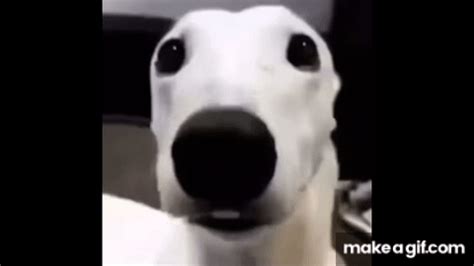 White dog shivering meme on Make a GIF