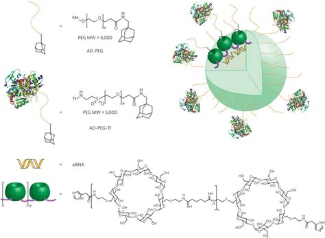 Cyclodextrin polymer nanoparticles.Composition of the cyclodextrin... | Download Scientific Diagram