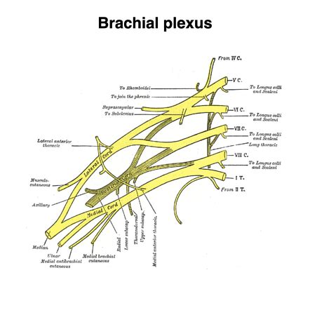 Brachial plexus (Gray's illustrations) | Radiology Case | Radiopaedia.org