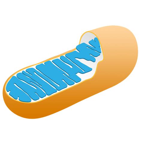 Mitochondria Function: Plant And Animal Cells | Science Trends