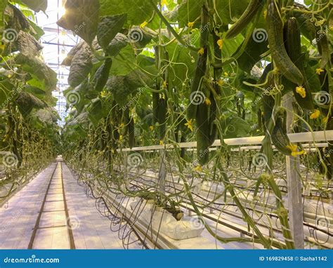 Cucumber Farm Greenhouse. Growing Organic Cucumbers in a Greenhouse. Cucumbers Harvest. Stock ...