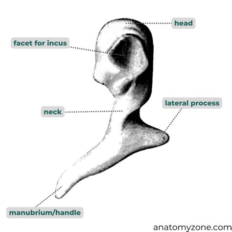 Malleus - Structure, Processes, Attachments, 3D Model | AnatomyZone