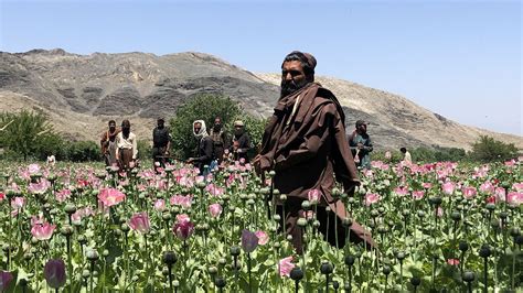 Opium poppy crops were destroyed as part of the Taliban's war on drugs