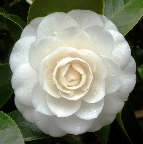 Camellia japonica Perfection White - Camellia 12L Bush | Clifton Nurseries