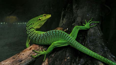 Green Monitor Lizard - Green Tree Monitors For Sale - This doesn’t need to be anything ...