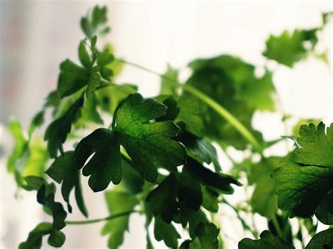 Parsley and Cilantro-Indian Parsley - The Green Chutney