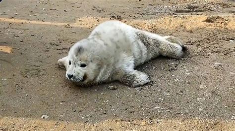 Rarely-seen spotted seal pup rescued in East China - CGTN