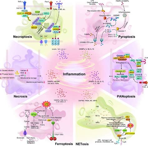 Schematic diagram of six inflammatory cell death molecular patterns ...