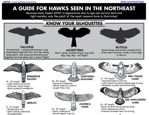 Hawk ID Workshop – Sept 22nd on Mt. A! (rain date: Sept 29th) | York County Audubon