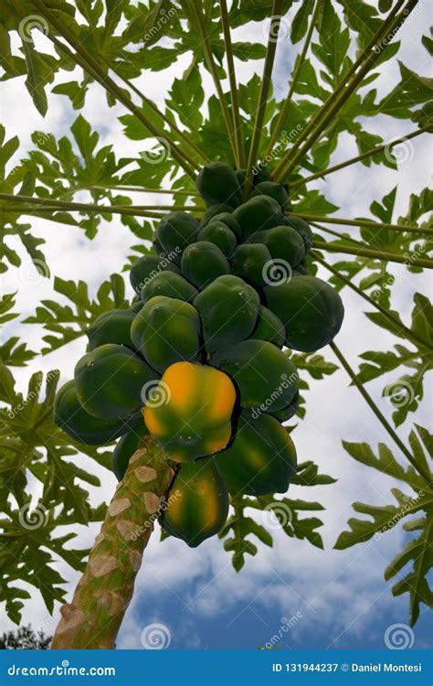 Burgeoning Papaya Tree Nearing a Harvest Stock Image - Image of ready ...