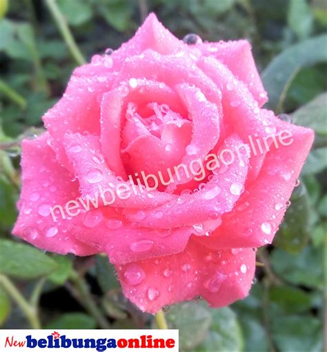 Jual Tanaman Hias Bunga Mawar Pink Cantik di lapak Newbelibungaonline ...