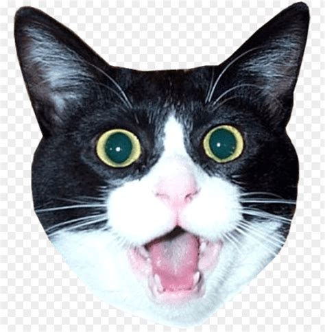 Free download | HD PNG impressed cat head meme | TOPpng