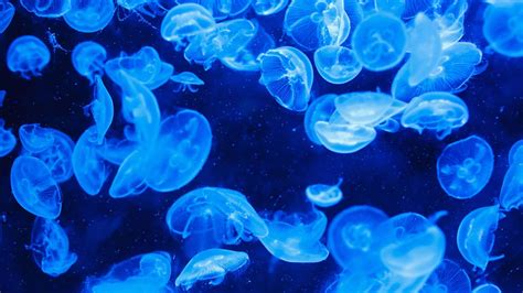 Glowing Jellyfish Wallpapers - Wallpaper Cave