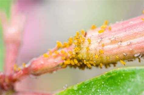 How to treat aphids on indoor plants | FlatwithPlants