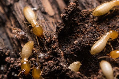 Termites – Dampwood - PCS Pest Control Services Gulf Islands