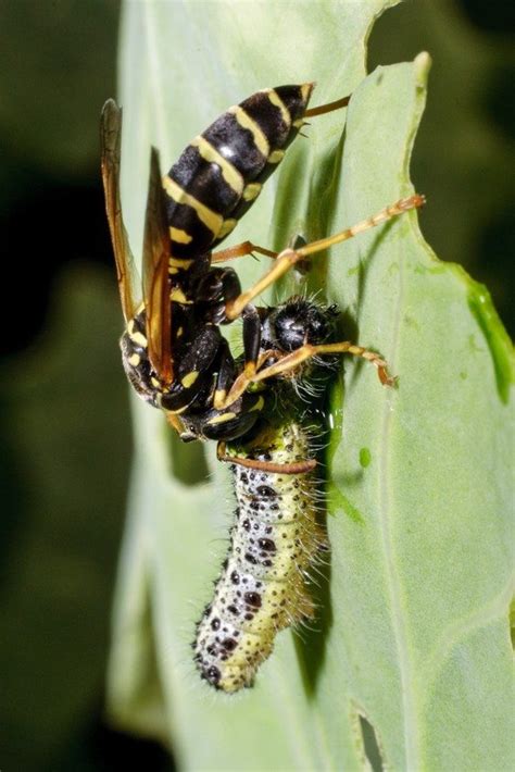 10 Most Painful Insect Bites And Stings | Brezden Pest Control