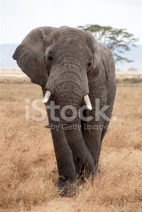 Serengeti Wildlife Stock Photo | Royalty-Free | FreeImages