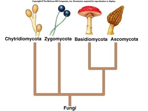 fungi