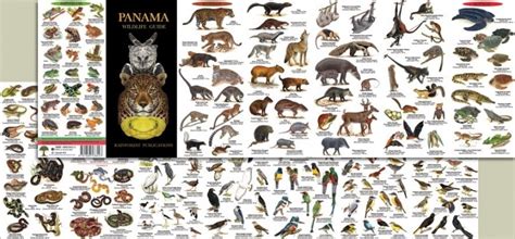 Wildlife guide Panama | Animals of Panama