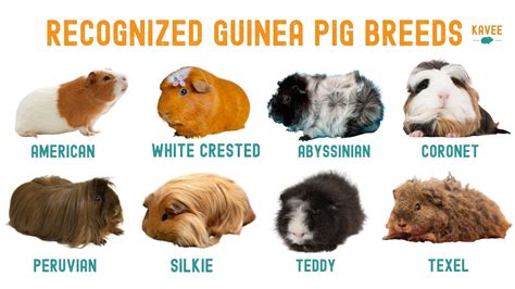 The Ultimate Guide to Guinea Pig Breeds, Markings and Colours – Kavee USA