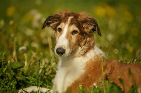 7 Best Borzoi Breeders In The US