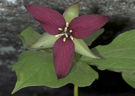 Wake Robin Flower Photograph by John W. Bova - Fine Art America