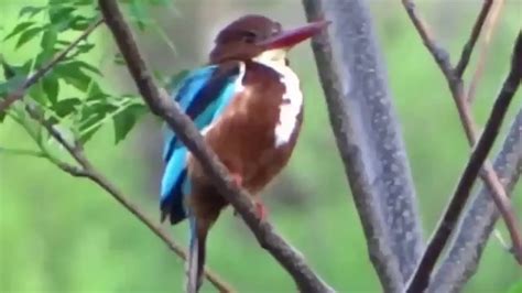 Kingfisher Bird Facts | Anatomy, Diet, Habitat, Behavior