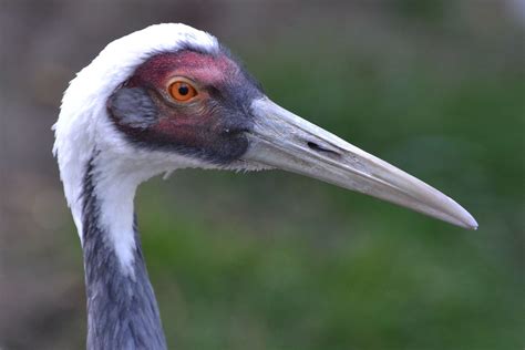 White-naped Crane | writhedhornbill | Flickr