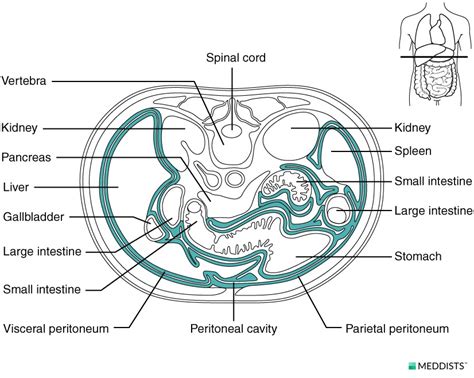 Peritoneum – Meddists