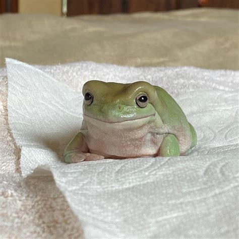 da dumpy frogs on Instagram: “dumpling here to remind you that you are ...