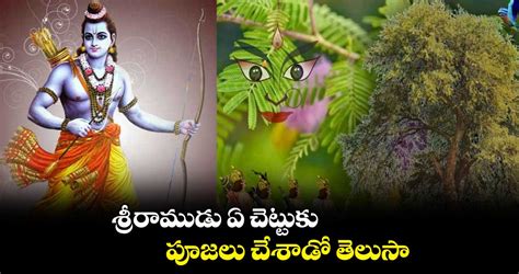 శ్రీరాముడు ఏ చెట్టుకు పూజలు చేశాడో తెలుసా....