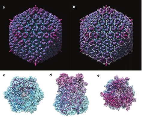 (a) Cryo-electron microscopy structure of adenovirus which has a T=25 ...