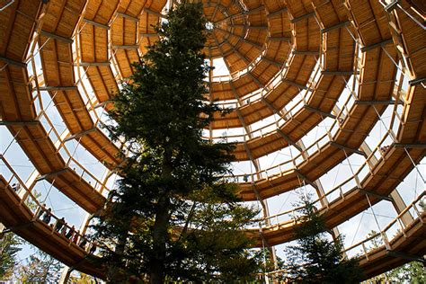 44 metre high tree top walkway in bavarian forest national park