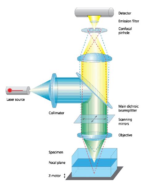 Set-up of a confocal laser scanning microscope from [33]. | Download Scientific Diagram