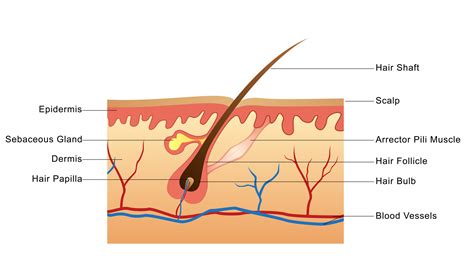 Understanding Hair Growth Basics - NJoy Essentials